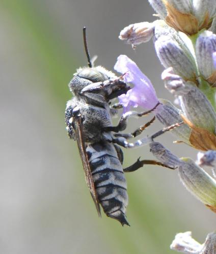 Coelioxys argentea